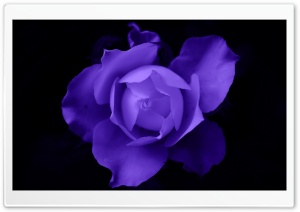 Fantasy Rose Ultra HD Wallpaper for 4K UHD Widescreen desktop, tablet & smartphone