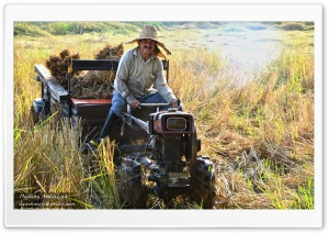 Farmer in Rice field - North of Iran - Gilan Ultra HD Wallpaper for 4K UHD Widescreen desktop, tablet & smartphone