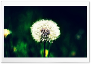 Farsejin, Dandelion, Nature Ultra HD Wallpaper for 4K UHD Widescreen desktop, tablet & smartphone