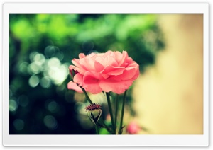 Farsejin Pink Flower Ultra HD Wallpaper for 4K UHD Widescreen desktop, tablet & smartphone