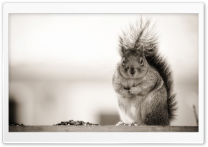 Fat Squirrel Ultra HD Wallpaper for 4K UHD Widescreen desktop, tablet & smartphone
