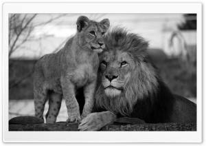 Father and Son Lions Black and White Ultra HD Wallpaper for 4K UHD Widescreen desktop, tablet & smartphone