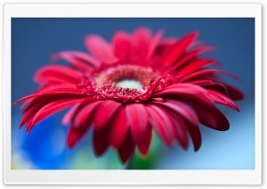 Father's Day Flowers Ultra HD Wallpaper for 4K UHD Widescreen desktop, tablet & smartphone
