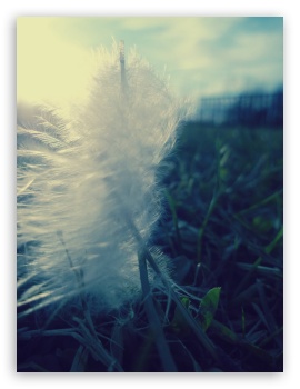 Feather UltraHD Wallpaper for Mobile 3:4 ;