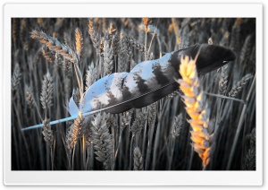 Feather in Field Ultra HD Wallpaper for 4K UHD Widescreen desktop, tablet & smartphone