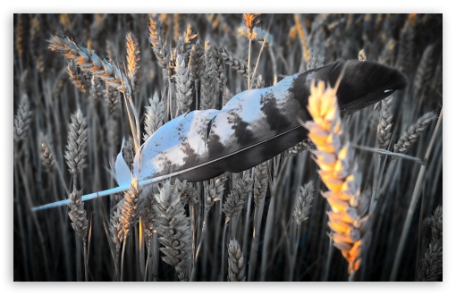 Feather in Field UltraHD Wallpaper for UHD 16:9 ; HD 16:9 ; Widescreen 16:10 5:3 ; Fullscreen 4:3 5:4 3:2 ; Dual 5:4 ;