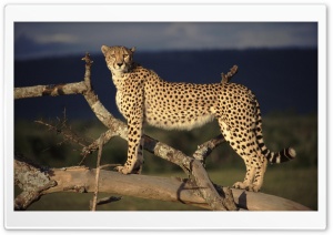 Female Cheetah On The Lookout Masai Mara Kenya Ultra HD Wallpaper for 4K UHD Widescreen desktop, tablet & smartphone