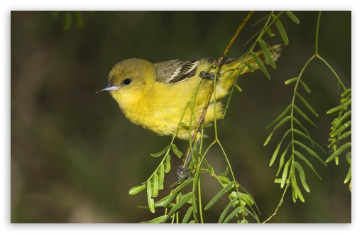 Female Orchard Oriole Rio Grande Valley Texas UltraHD Wallpaper for 8K UHD TV 16:9 Ultra High Definition 2160p 1440p 1080p 900p 720p ; Widescreen 16:10 5:3 WHXGA WQXGA WUXGA WXGA WGA ; Fullscreen 4:3 5:4 3:2 UXGA XGA SVGA QSXGA SXGA DVGA HVGA HQVGA ( Apple PowerBook G4 iPhone 4 3G 3GS iPod Touch ) ; Tablet 1:1 ;