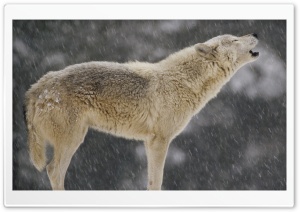 Female Timber Wolf Howling North America Ultra HD Wallpaper for 4K UHD Widescreen desktop, tablet & smartphone