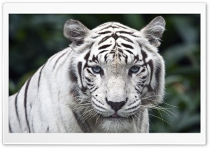 Female White Tiger Ultra HD Wallpaper for 4K UHD Widescreen desktop, tablet & smartphone