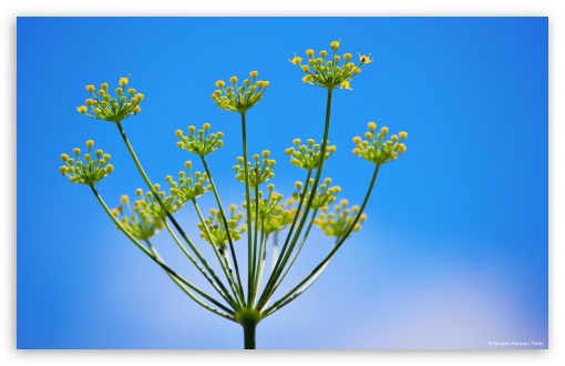 Fennel 3 UltraHD Wallpaper for HD 16:9 ; Widescreen 16:10 5:3 ; Fullscreen 3:2 ; Tablet 1:1 ;