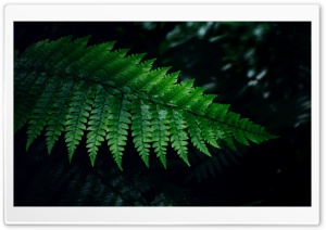 Fern Ultra HD Wallpaper for 4K UHD Widescreen desktop, tablet & smartphone
