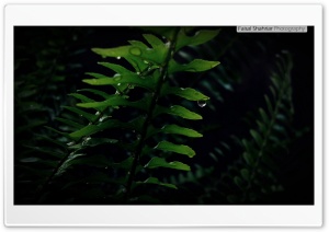 Fern Ultra HD Wallpaper for 4K UHD Widescreen desktop, tablet & smartphone