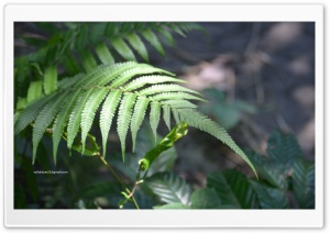 Fern Ultra HD Wallpaper for 4K UHD Widescreen Desktop, Lockscreen, Screensaver, TV, Tablet, Smartphone