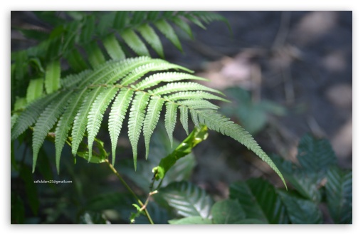 Fern UltraHD Wallpaper for UHD 16:9 ; HD 16:9 ; Widescreen 16:10 5:3 ; Fullscreen 4:3 5:4 3:2 ;