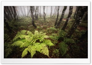 Fern, Deciduous Forest, Trees, Autumn Fog Ultra HD Wallpaper for 4K UHD Widescreen desktop, tablet & smartphone