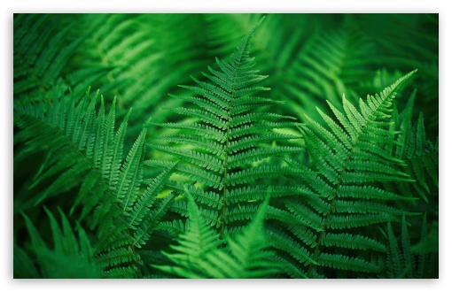 Fern, Leaves, Green, Plants, Flora, Vegetation UltraHD Wallpaper for UHD 16:9 ; HD 16:9 ; UltraWide 21:9 24:10 32:9 32:10 ; Widescreen 16:10 5:3 ; Fullscreen 4:3 5:4 3:2 ; Tablet 1:1 ; Mobile 9:16 9:19.5 9:20 9:21 9:22 10:16 2:3 3:5 3:4 ; Dual 16:10 5:3 16:9 4:3 5:4 3:2 ;