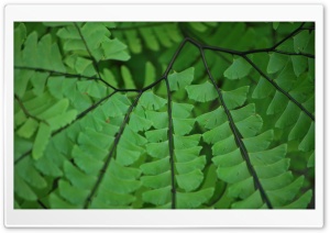 Ferns Ultra HD Wallpaper for 4K UHD Widescreen desktop, tablet & smartphone