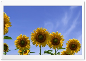Few Sunflowers Ultra HD Wallpaper for 4K UHD Widescreen desktop, tablet & smartphone