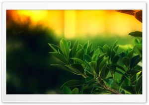 Ficus Green Leaves Ultra HD Wallpaper for 4K UHD Widescreen desktop, tablet & smartphone