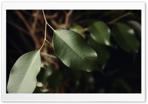 Ficus Leaves Ultra HD Wallpaper for 4K UHD Widescreen desktop, tablet & smartphone