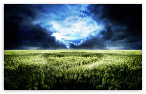 Field UltraHD Wallpaper for Widescreen 16:10 ;