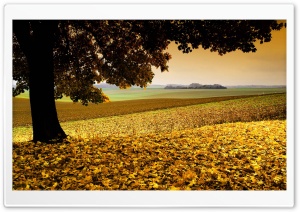 Field Covered In Yellow Leaves Ultra HD Wallpaper for 4K UHD Widescreen desktop, tablet & smartphone