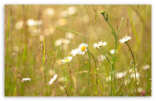 Field Daisies UltraHD Wallpaper for 8K UHD TV 16:9 Ultra High Definition 2160p 1440p 1080p 900p 720p ; Widescreen 16:10 5:3 WHXGA WQXGA WUXGA WXGA WGA ; Fullscreen 4:3 5:4 3:2 UXGA XGA SVGA QSXGA SXGA DVGA HVGA HQVGA ( Apple PowerBook G4 iPhone 4 3G 3GS iPod Touch ) ; Tablet 1:1 ; Mobile 3:5 3:4 - ;