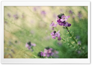 Field Flowers Ultra HD Wallpaper for 4K UHD Widescreen desktop, tablet & smartphone