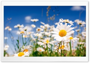 Field Flowers Chamomile Ultra HD Wallpaper for 4K UHD Widescreen desktop, tablet & smartphone