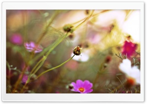 Field Flowers, Summer Ultra HD Wallpaper for 4K UHD Widescreen desktop, tablet & smartphone
