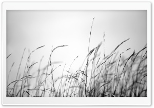 Field Grass Ultra HD Wallpaper for 4K UHD Widescreen desktop, tablet & smartphone