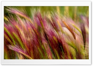 Field Grass Close Up Ultra HD Wallpaper for 4K UHD Widescreen desktop, tablet & smartphone