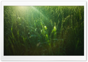 Field Green Grass Ultra HD Wallpaper for 4K UHD Widescreen desktop, tablet & smartphone