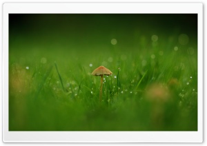 Field Mushroom Ultra HD Wallpaper for 4K UHD Widescreen desktop, tablet & smartphone