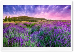 Field Nature Landscape Ultra HD Wallpaper for 4K UHD Widescreen desktop, tablet & smartphone