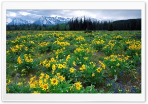 Field Of Arrowleaf Balsamroot And The Teton Range Wyoming Ultra HD Wallpaper for 4K UHD Widescreen desktop, tablet & smartphone