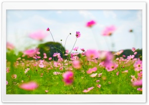 Field of Blooming Cosmos Flowers 4K UHD Wallpaper for Widescreen and UltraWide Desktop, UltraHD TV, Smartphone, Tablet