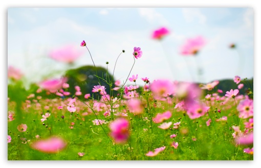 Field of Blooming Cosmos Flowers 4K UHD Wallpaper for Widescreen and UltraWide Desktop, UltraHD TV, Smartphone, Tablet Field of Blooming Cosmos Flowers UltraHD Wallpaper for UHD 16:9 ; HD 16:9 ; UltraWide 21:9 24:10 32:9 32:10 ; Widescreen 16:10 5:3 ; Fullscreen 4:3 5:4 3:2 ; Tablet 1:1 ; Mobile 9:16 9:19.5 9:20 9:21 9:22 10:16 2:3 3:5 3:4 ; Dual 16:10 5:3 16:9 4:3 5:4 3:2 ; Triple 16:10 5:3 16:9 4:3 5:4 3:2 ;