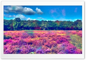 Field of Color Ultra HD Wallpaper for 4K UHD Widescreen desktop, tablet & smartphone
