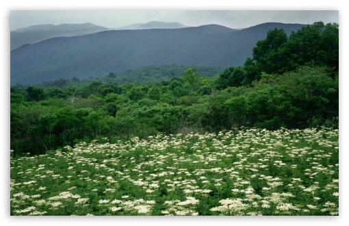 Field Of Cow Parsnip In Bloom Shenandoah National Park Virginia UltraHD Wallpaper for Widescreen 16:10 5:3 ; Fullscreen 4:3 5:4 3:2 ; Tablet 1:1 ; Mobile 3:5 3:4 ;