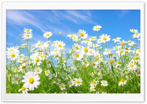 Field Of Daisies Ultra HD Wallpaper for 4K UHD Widescreen desktop, tablet & smartphone