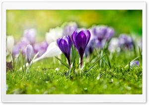 Field of Flowering Crocuses Ultra HD Wallpaper for 4K UHD Widescreen desktop, tablet & smartphone