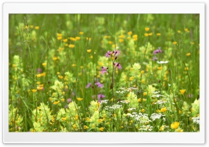 Field Of Flowers 1 Ultra HD Wallpaper for 4K UHD Widescreen desktop, tablet & smartphone