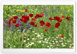 Field Of Flowers Ultra HD Wallpaper for 4K UHD Widescreen desktop, tablet & smartphone