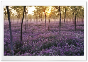 Field Of Flowers Ultra HD Wallpaper for 4K UHD Widescreen desktop, tablet & smartphone