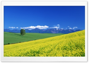 Field Of Flowers, Japan, Asia Ultra HD Wallpaper for 4K UHD Widescreen desktop, tablet & smartphone