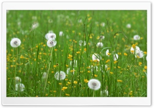 Field Of Flowers Spring Ultra HD Wallpaper for 4K UHD Widescreen desktop, tablet & smartphone