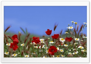Field Of Flowers Summer Ultra HD Wallpaper for 4K UHD Widescreen desktop, tablet & smartphone