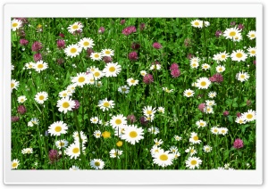Field Of Flowers Summer 1 Ultra HD Wallpaper for 4K UHD Widescreen desktop, tablet & smartphone